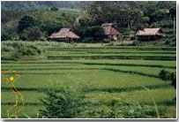 http://todeco-vn.com/uploads/hoabinh.jpg